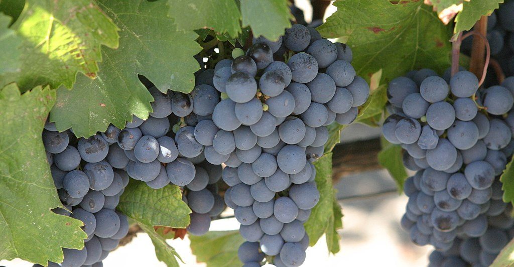 1 1024px Malbec grapes